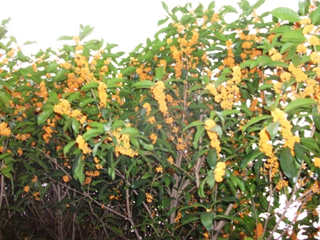 瀬戸市の金木犀の花