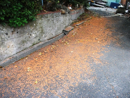 金木犀の花のカーペット