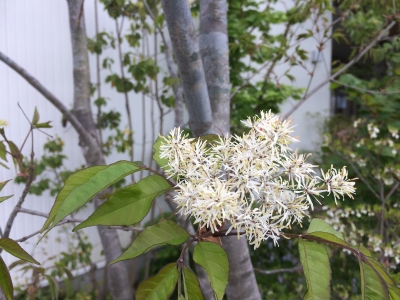 雑木林のお庭　今はお花が咲いています