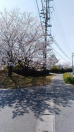 道の駅の桜