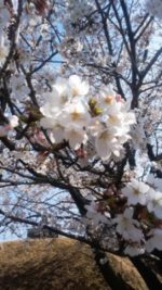 道の駅の桜