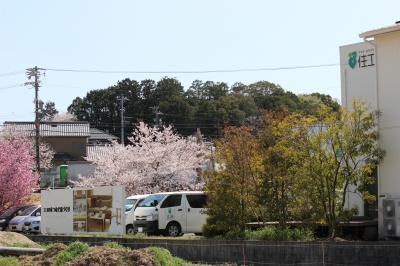 住工房の桜