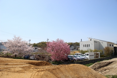 住工房の桜