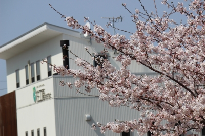 八重桜の濃いピンク色