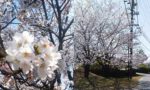 春・桜・健康