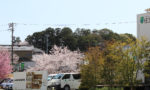 住工房の桜