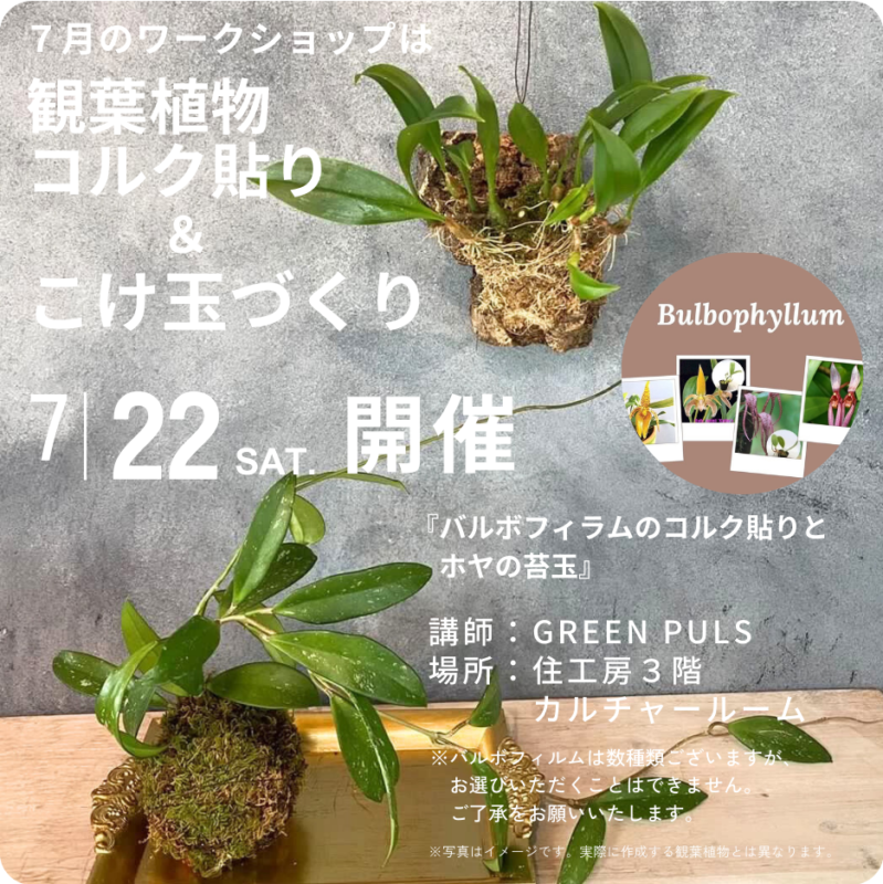 お部屋を飾る「観葉植物コルク貼り & こけ玉づくり」ワークショップ