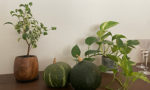 観葉植物はお好きですか？
