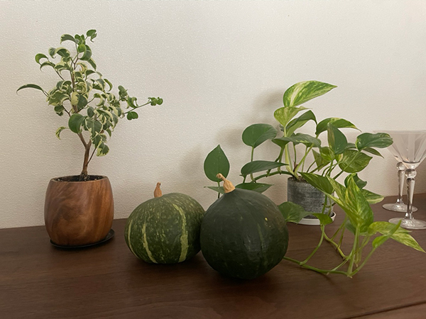 観葉植物はお好きですか？
