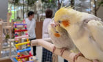 癒しのひとときを日常に