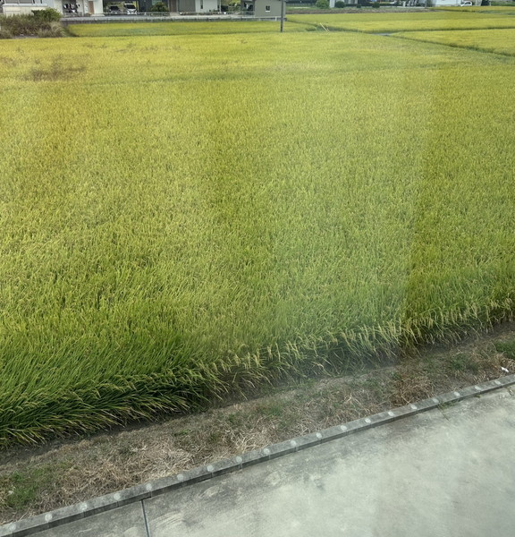 稲