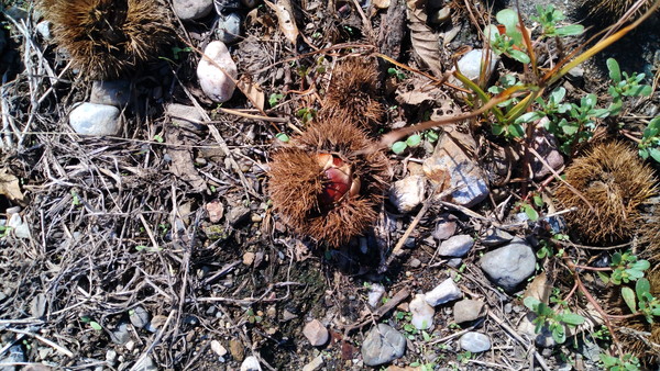 健康維持のウォーキングで見つけた栗