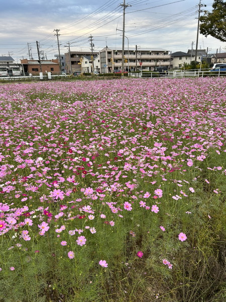 コスモス畑