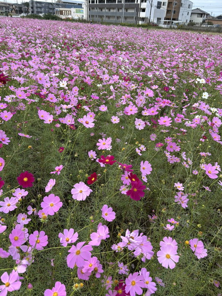 一面のコスモス