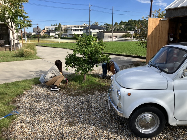 草取り：30周年 FAMILY TREE FESTIVAL 準備