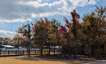 自然を感じるハルキテラス