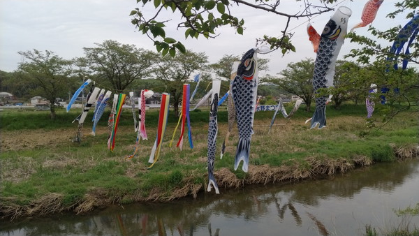 健康維持のウォーキング:5月は鯉のぼり