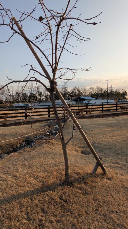 pxl_20260202_071325679