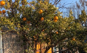 %e5%90%8d%e7%a7%b0%e6%9c%aa%e8%a8%ad%e5%ae%9a%e3%81%ae%e3%83%87%e3%82%b6%e3%82%a4%e3%83%b3-1