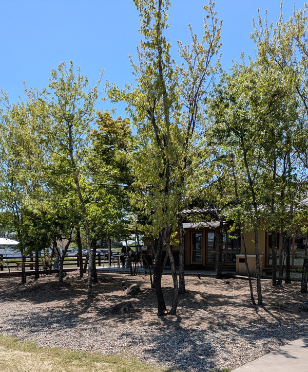 新緑のハルキテラス