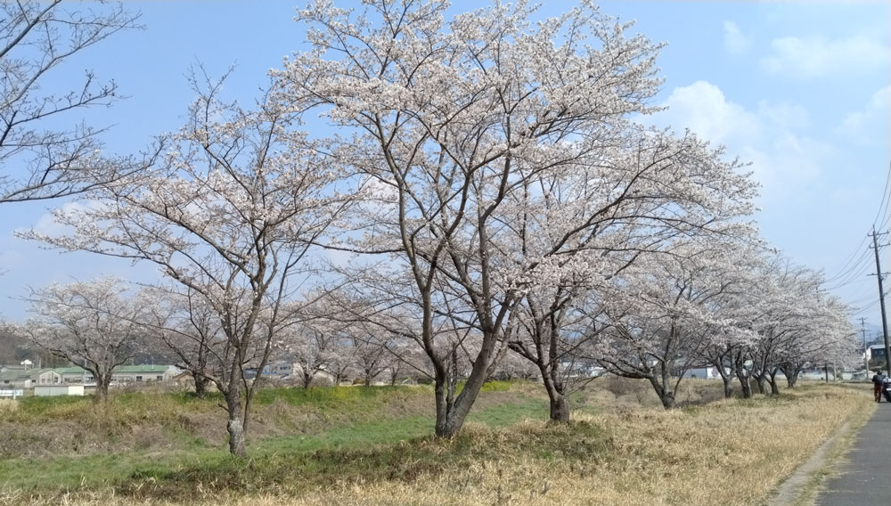 春のウォーキング