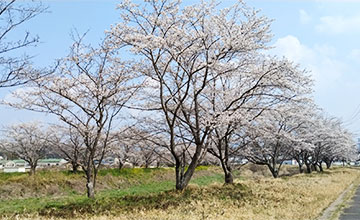 春のウォーキング