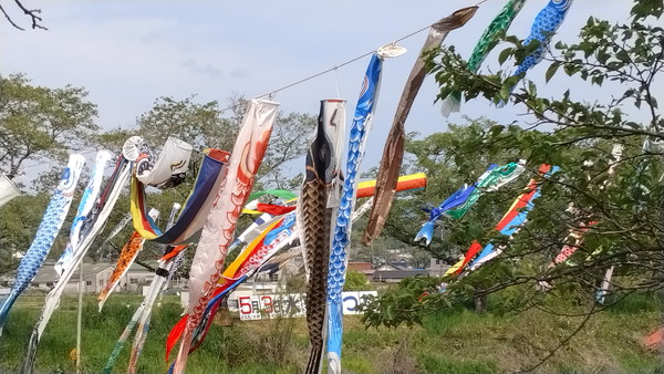 地元の川を泳ぐ鯉のぼり