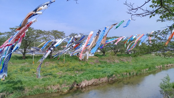 地元の川を泳ぐ鯉のぼり